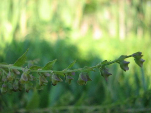 side-flower skullcap (Scutellaria lateriflora)