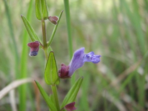 Small Skullcap (Scutellaria parvula)