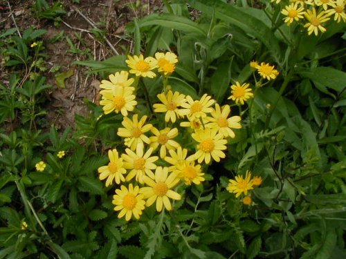 Prairie Ragwort (Packera plattensis)