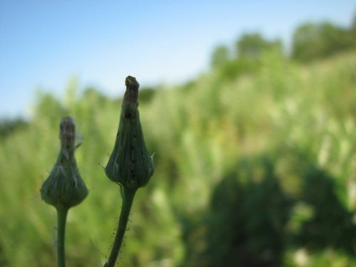 Prickly sow thistle (Sonchus asper)