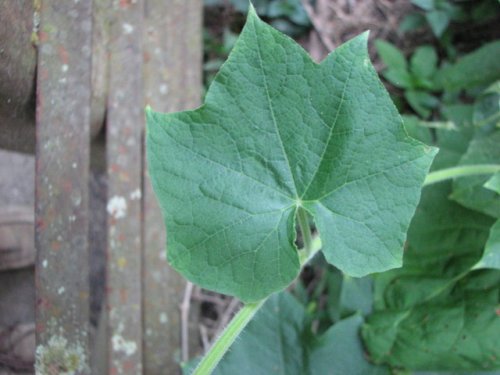 Bur Cucumber (Sicyos angulatus)