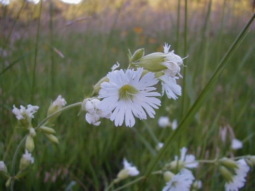 Starry Campion (Silene stellata)