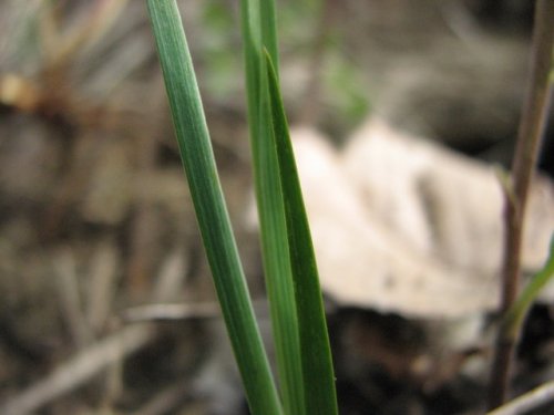 White-eyed Grass (Sisyrinchium campestre)