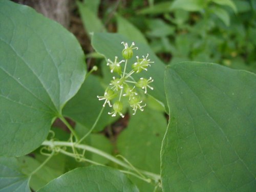 Smooth Carrionflower (Smilax herbacea)