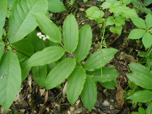 False Solomons Seal (Smilacina racemosa)