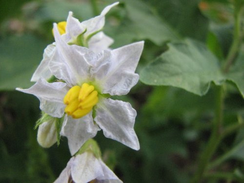 Carolina Horse Nettle (Solanum carolinense)