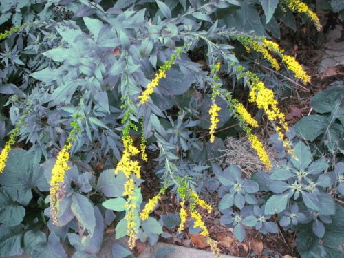 Elmleaf Goldenrod (Solidago ulmifolia)