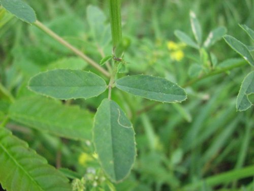 Yellow Sweet Clover (Melilotus officinalis)