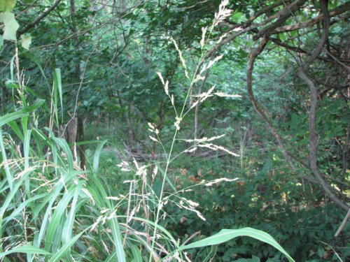 Johnsongrass (Sorghum halepense)