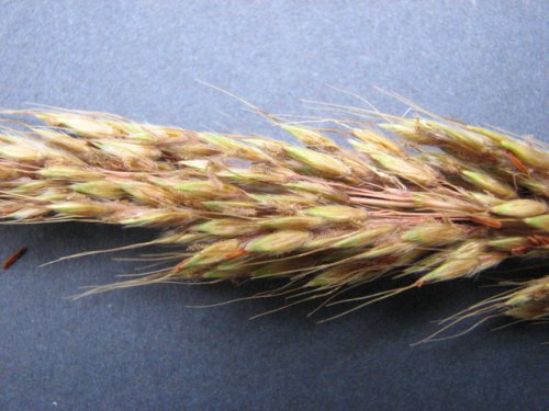 Indiangrass (Sorghastrum nutans)