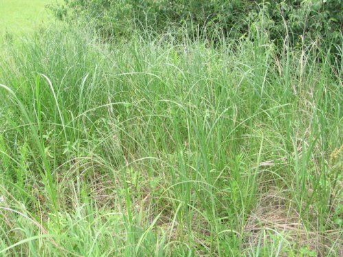 Cordgrass (Spartina pectinata)