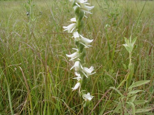 Spring Lady's Tresses (Spiranthes vernalis)