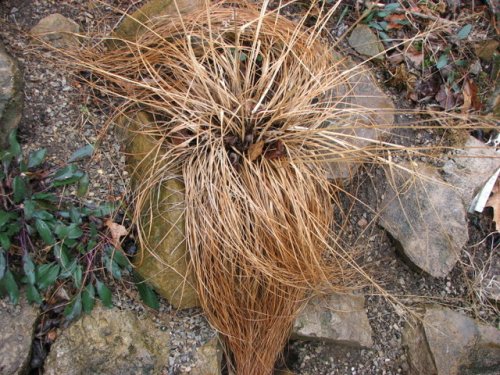 Prairie Dropseed (Sporobolus heterolepis)