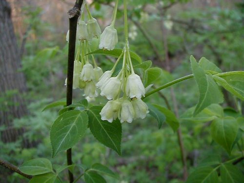 Bladdernut (Staphylea trifolia)