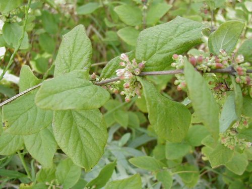 Coralberry (Symphoricarpos orbiculatus)