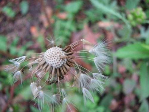 Common Dandelion (Taraxacum officinale)