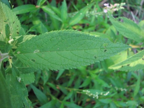 Germander (Teucrium canadense)