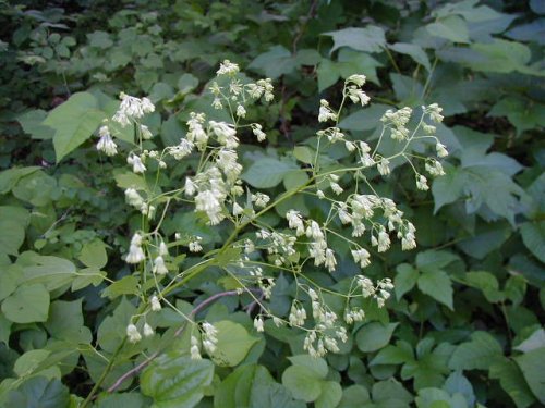 Purple Meadowrue (Thalictrum dasycarpum)