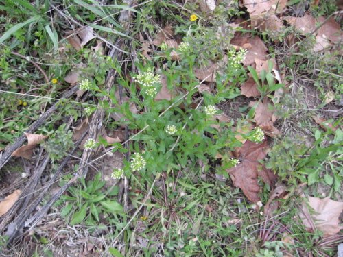 Field Pennycress (Thlaspi arvense)