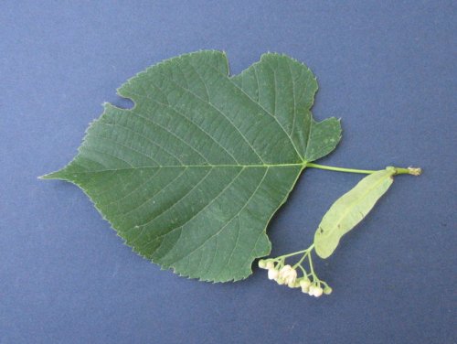 American Basswood (Tilia americana)