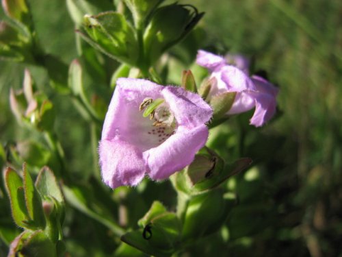 Earleaf Foxglove (Tomanthera auriculata)