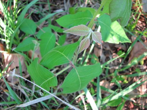 Poison Ivy (Toxicodendron radicans)