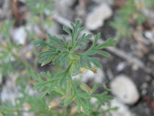 Narrowleaf Paleseed (Leucospora multifida)