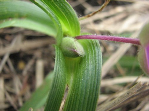 Bracted Spiderwort (Tradescantia bracteata)