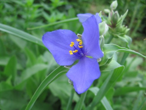 Ohio Spiderwort (Tradescantia ohiensis)