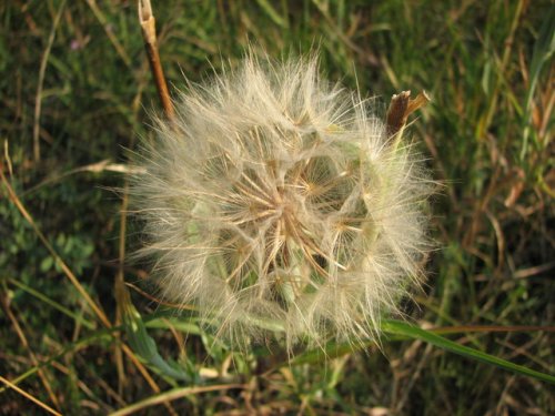 Goat's Beard (Tragopogon dubius)