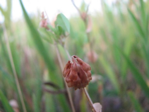 Hop Clover (Trifolium campestre)