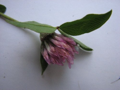 Red Clover (Trifolium pratense)