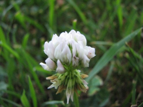 White Clover (Trifolium repens)