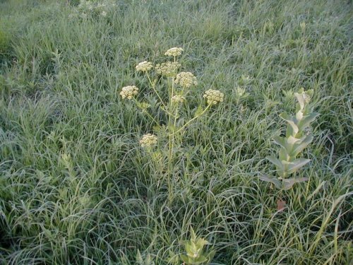 Prairie Parsley (Polytaenia nuttallii)