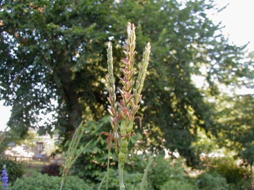 Gama Grass (Tripsacum dactyloides)