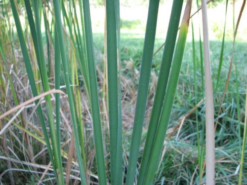 Narrowleaf Cattail (Typha angustifolia)