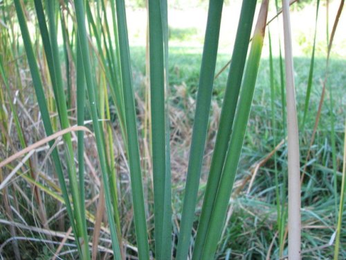 Narrowleaf Cattail (Typha angustifolia)