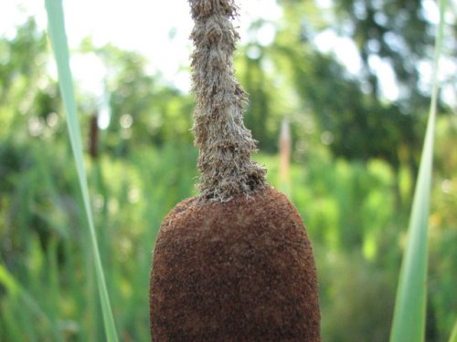 Broadleaf Cattail (Typha latifolia)