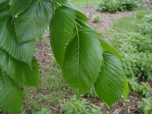 American Elm (Ulmus americana)