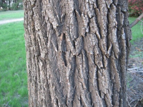 Siberian Elm (Ulmus pumila)