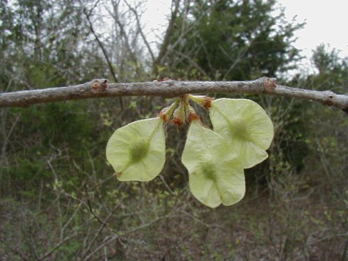 Red Elm (Ulmus rubra)