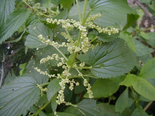 Stinging Nettle (Urtica dioica)