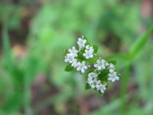 Beaked Cornsalad (Valerianella radiata)