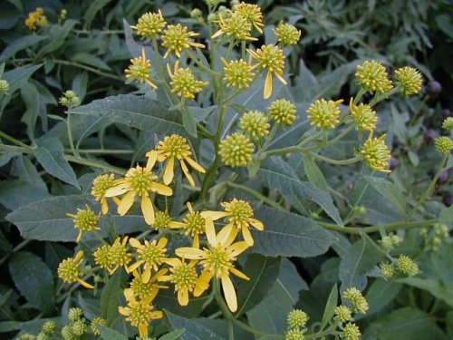 Wingstem (Verbesina alternifolia)