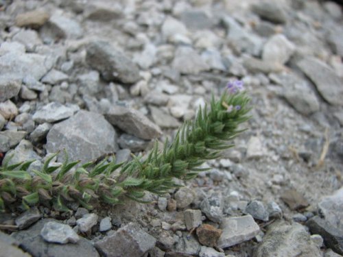 Bigbract Verbena (Verbena bracteata)