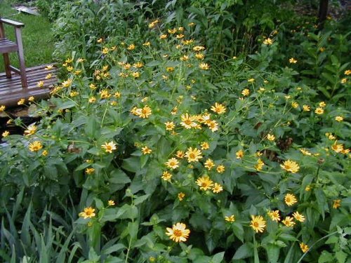 False Sunflower (Heliopsis helianthoides)