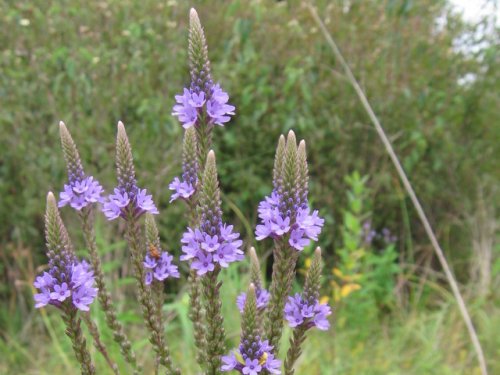 Blue Verbena (Verbena hastata)