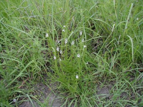 Narrowleaf Verbena (Verbena simplex)