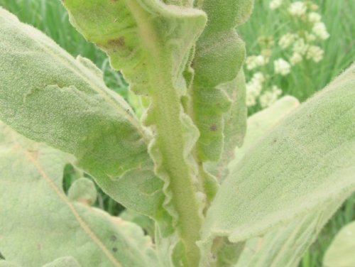 Common Mullein (Verbascum thapsus)