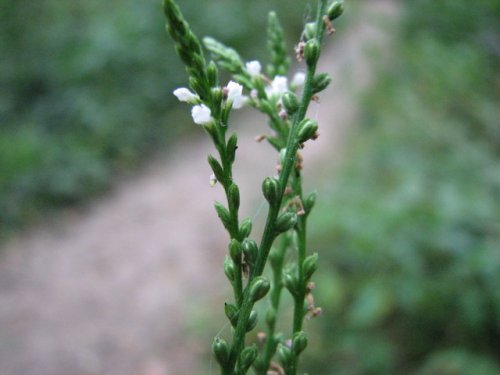 White Verbena (Verbena urticifolia)